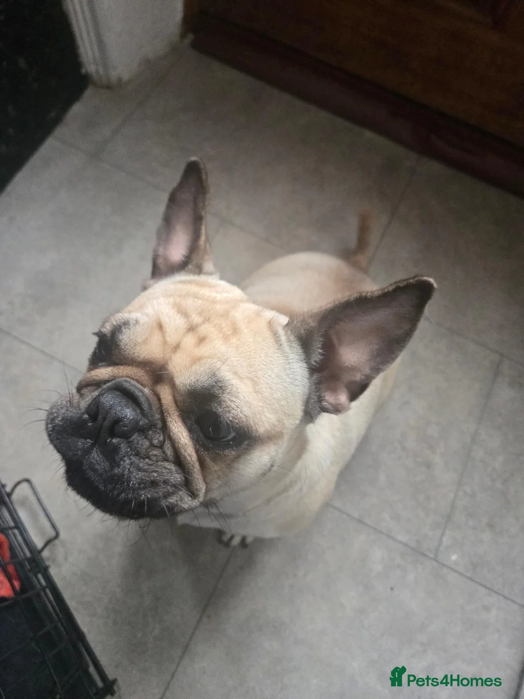 Frug dogs for sale: Leyla for sale in Keighley - Advert 2