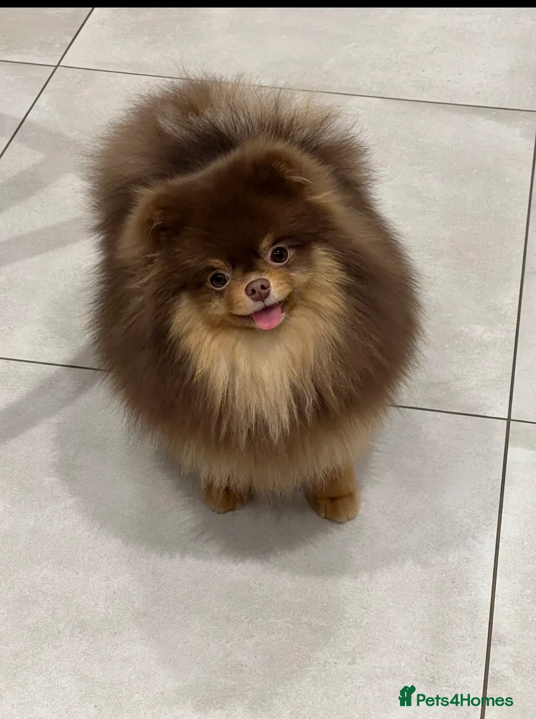 Pomeranian dogs for stud: True-Breed Chocolate and Tan Pomeranian  - Advert 2