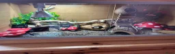 Leopard Gecko reptiles for sale: Female Leopard Gecko with full set up in Gateshead - Advert 4