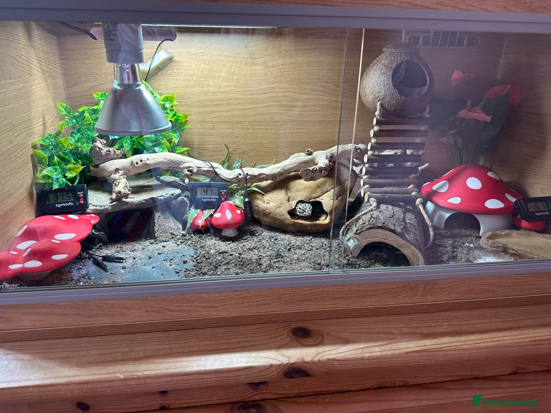Leopard Gecko reptiles for sale: Female Leopard Gecko with full set up in Gateshead - Advert 4
