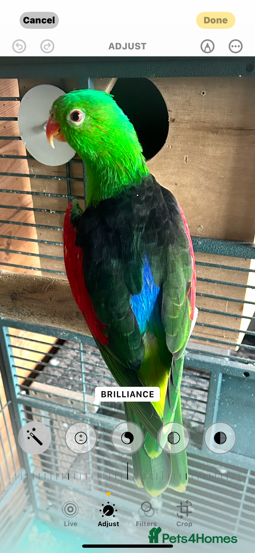 Parakeets birds for sale: Crimson wing parakeets  - Image 9