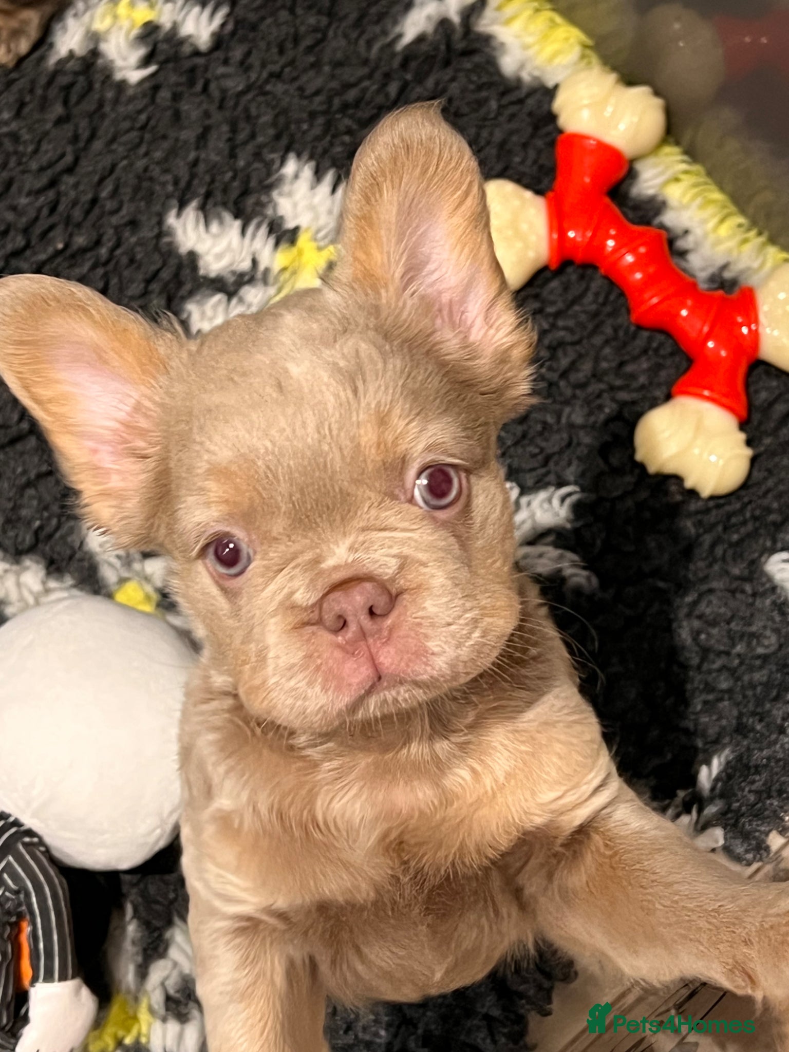 French Bulldog dogs READY NOW ! Quality Fluffy French Bulldog Puppies  - Advert 1