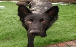German Shepherd dogs for stud: German shepherd stud - Image 5