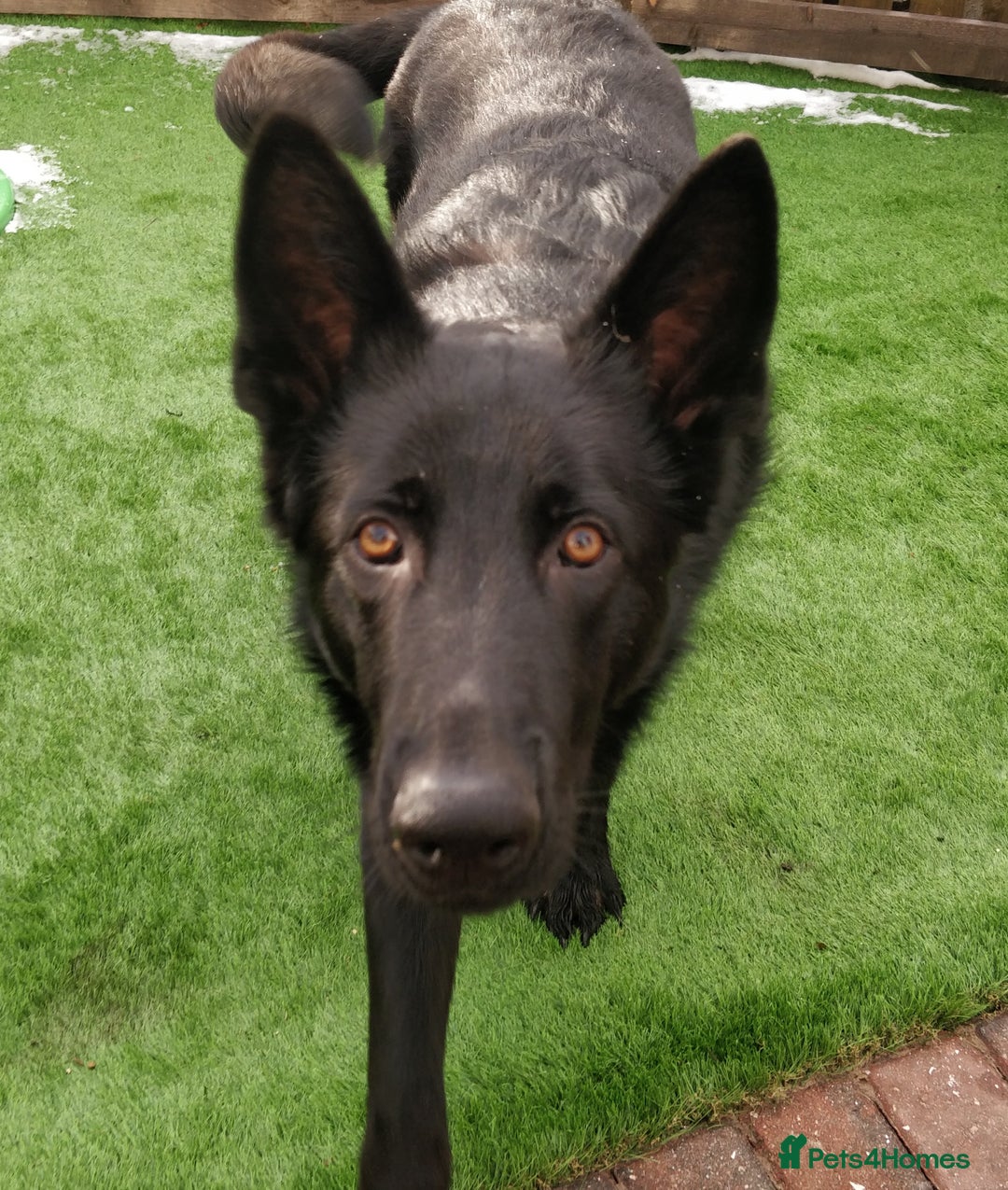 German Shepherd dogs for stud: German shepherd stud - Image 5
