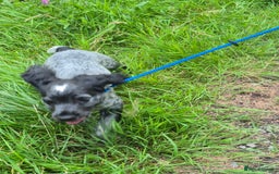 Cocker Spaniel dogs for sale: Blue roan cocker spaniel  - Image 7