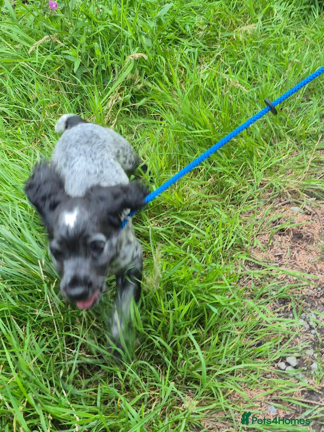 Cocker Spaniel dogs for sale: Blue roan cocker spaniel  - Image 7