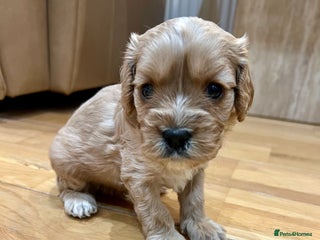 Cavapoo dogs ♥️Fabulous Toy Cavapoo Puppies KC Reg parents✨ - Advert 6