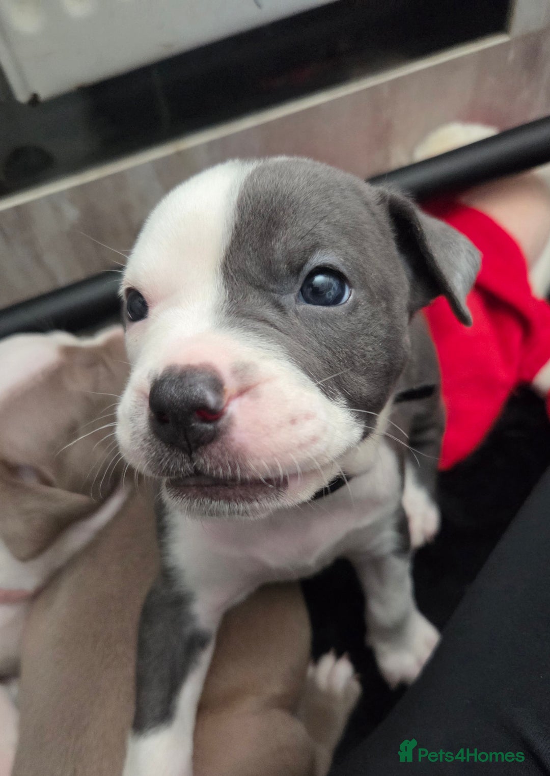 Mixed Breed dogs for sale: Old english bulldog cross american bulldog 😍❤️  - Advert 23