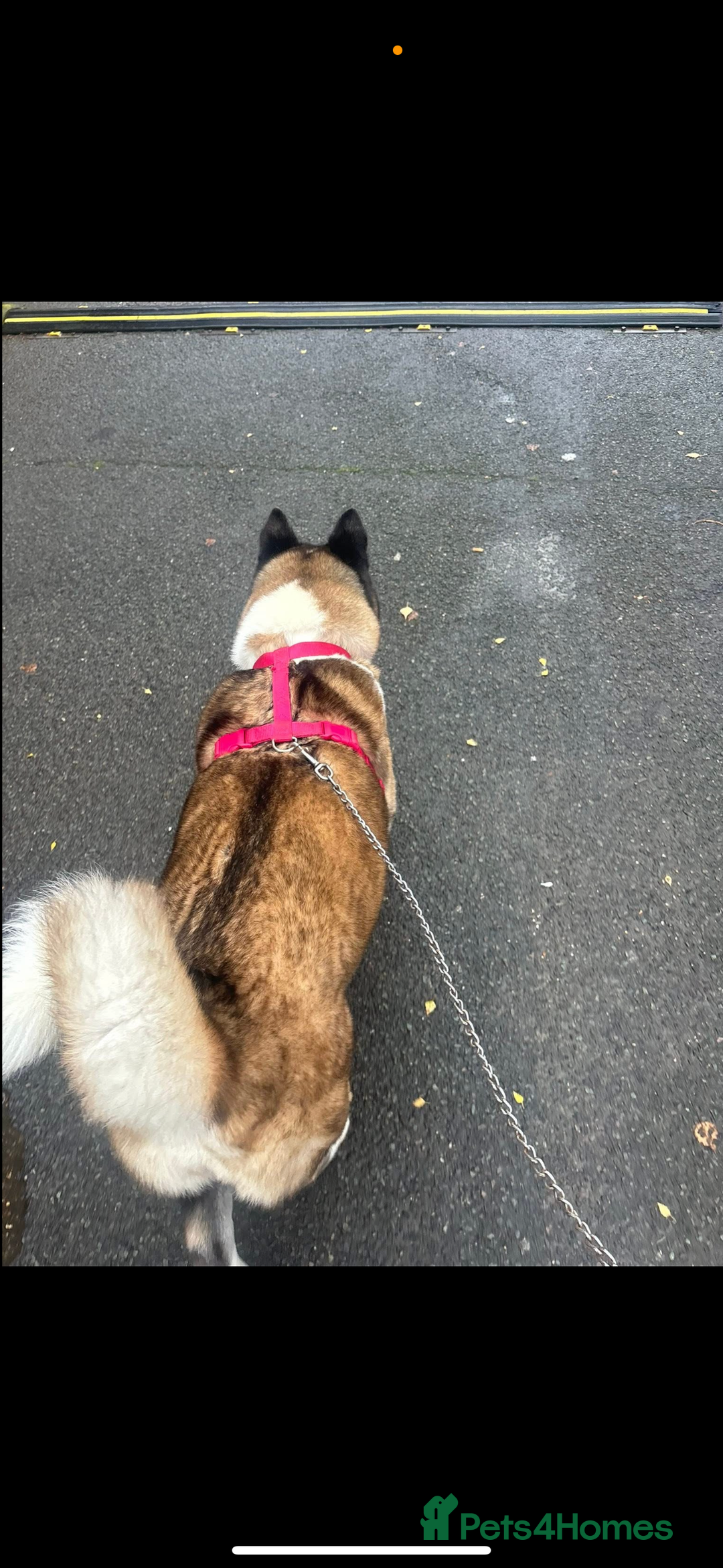 Akita dogs for sale: Lexi  - Advert 3