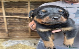 Rottweiler dogs for sale: Rottweiler pups - Image 4