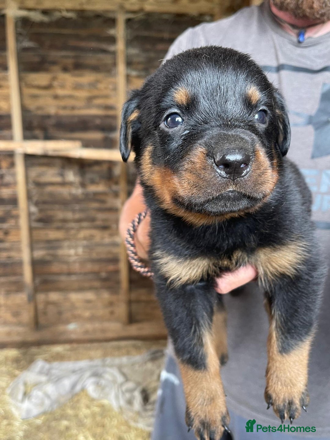 Rottweiler dogs for sale: Rottweiler pups - Image 4