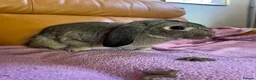 Mixed Breed rabbits for sale: Female Grey Mixed-Breed Rabbit for a Loving Home - Advert 3