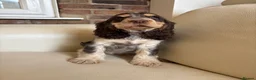 Cocker Spaniel dogs for sale: health tested KC English cocker spaniel  - Advert 5