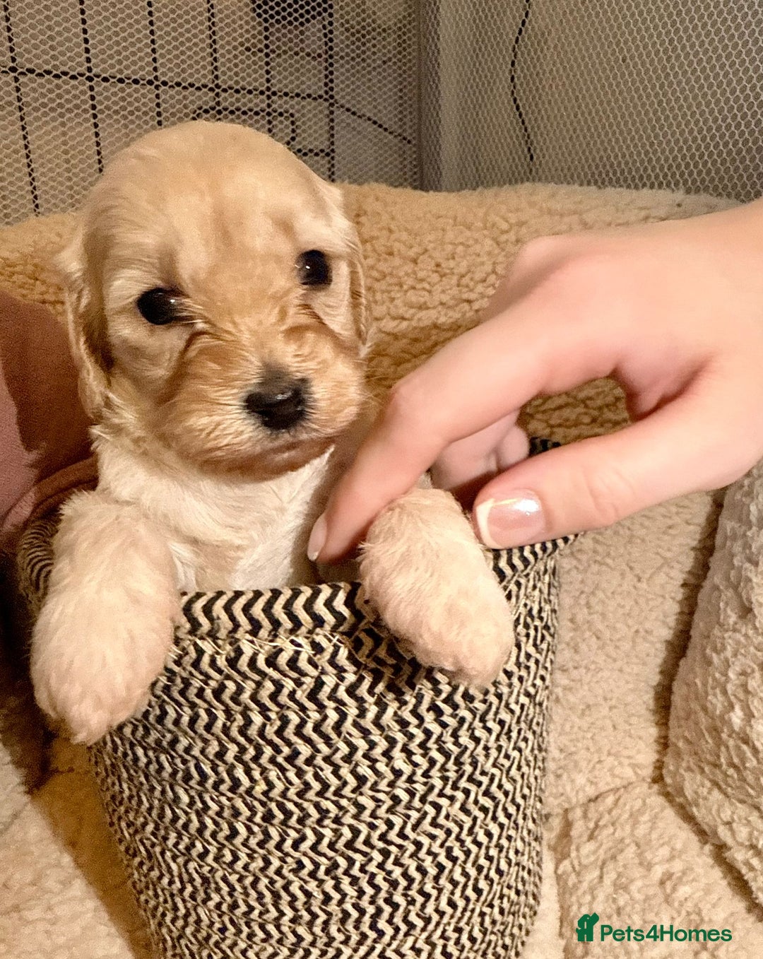 Mixed Breed dogs for sale: Gorgeous cavapoochon puppies - Advert 30