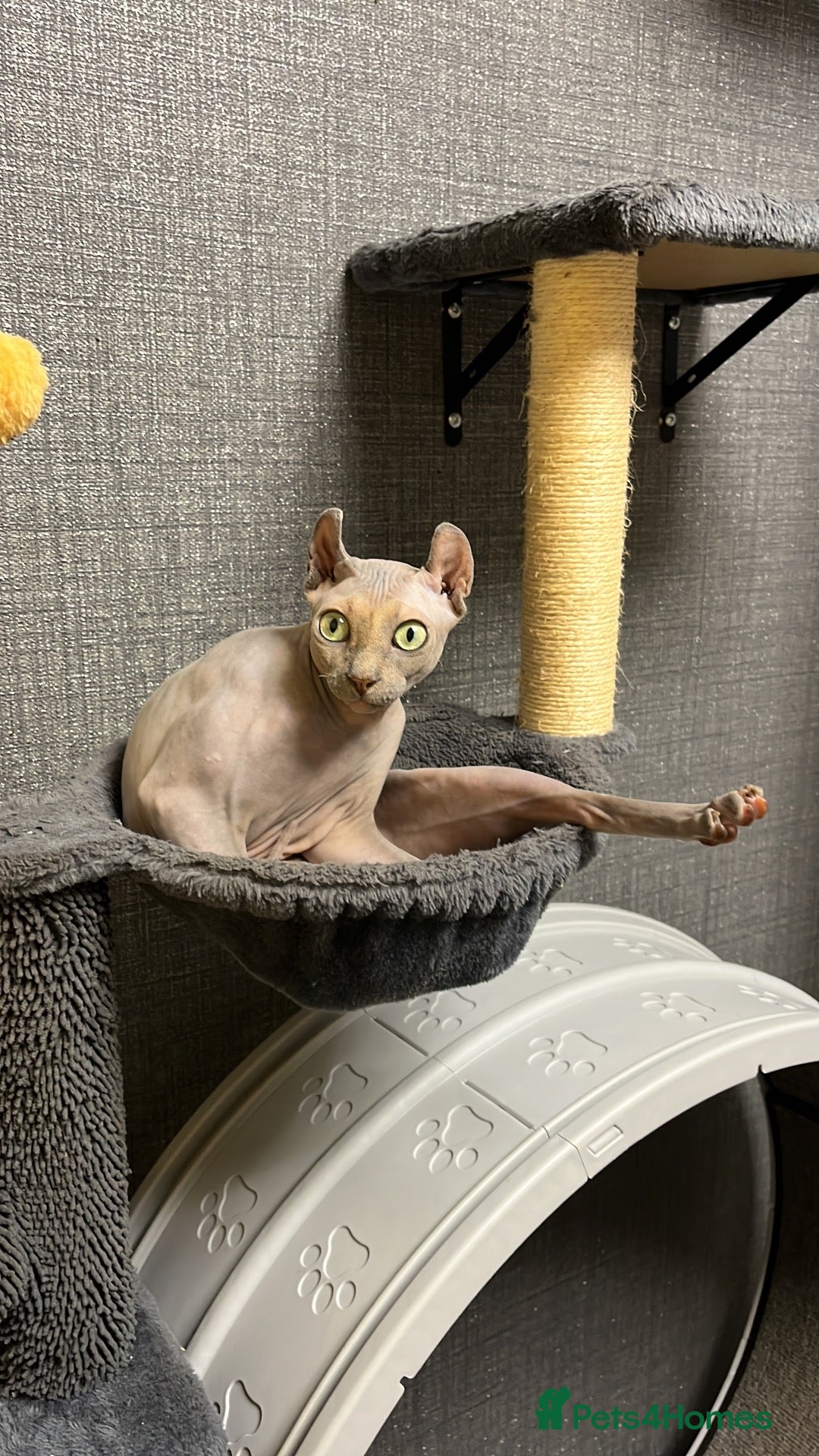 Sphynx cats for sale: Phoebe NEEDS A HOME ON HER OWN NO OTHER CATS/DOGS - Advert 3