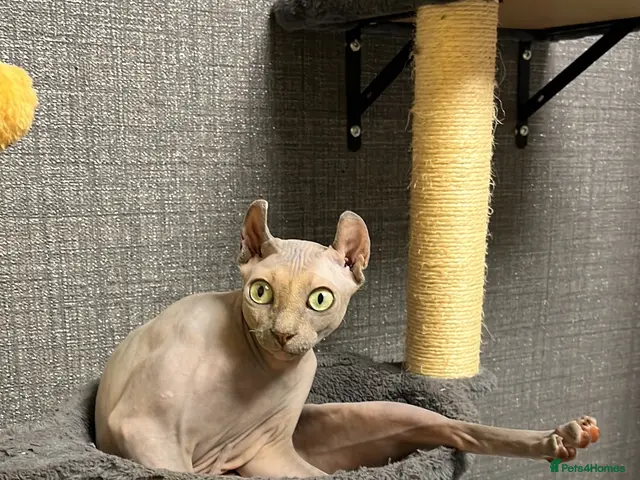 Sphynx cats for sale: Phoebe NEEDS A HOME ON HER OWN NO OTHER CATS/DOGS - Advert 3