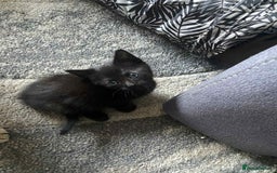 Mixed Breed cats for sale: Kittens for sale  - Image 5