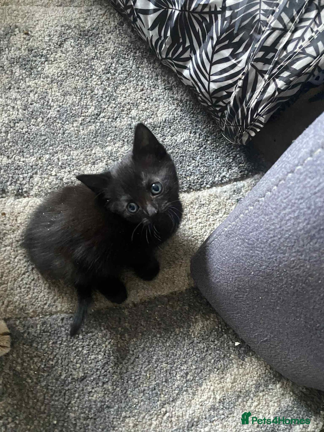 Mixed Breed cats for sale: Kittens for sale  - Image 5