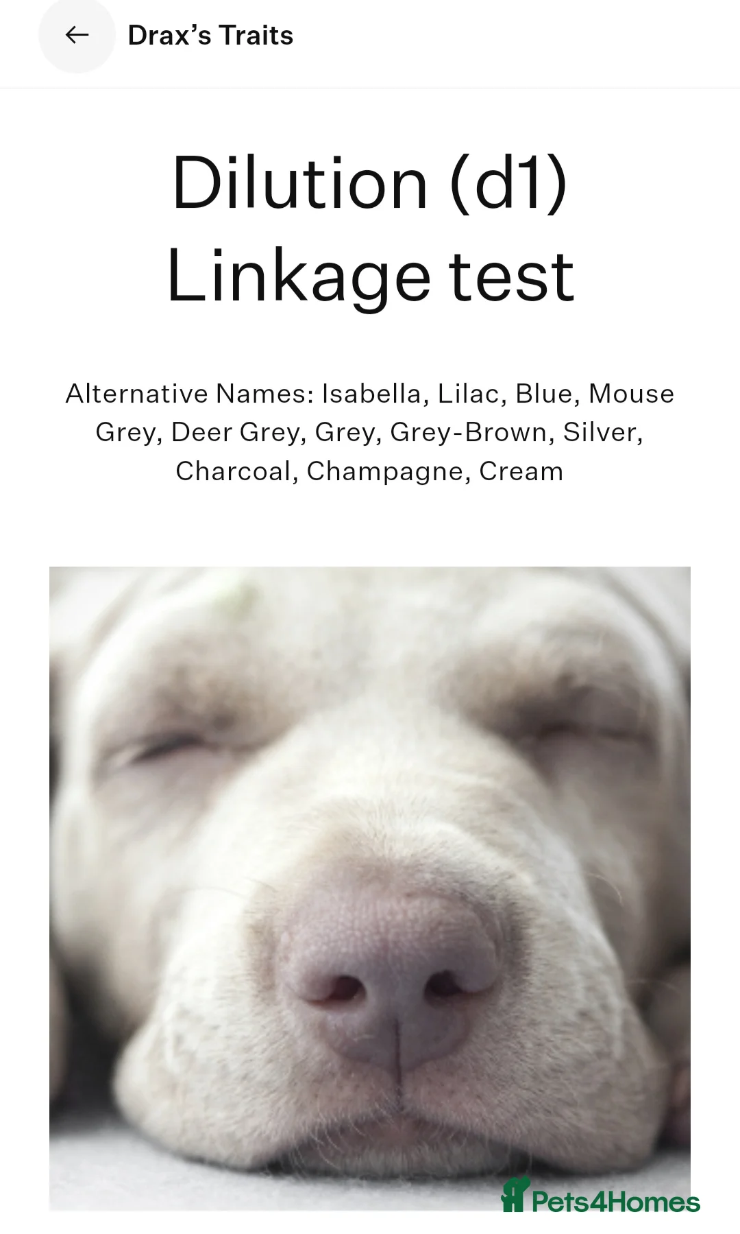 German Shepherd dogs for stud: Health tested Stunning kc reg sable stud  in Bedford - Advert 20