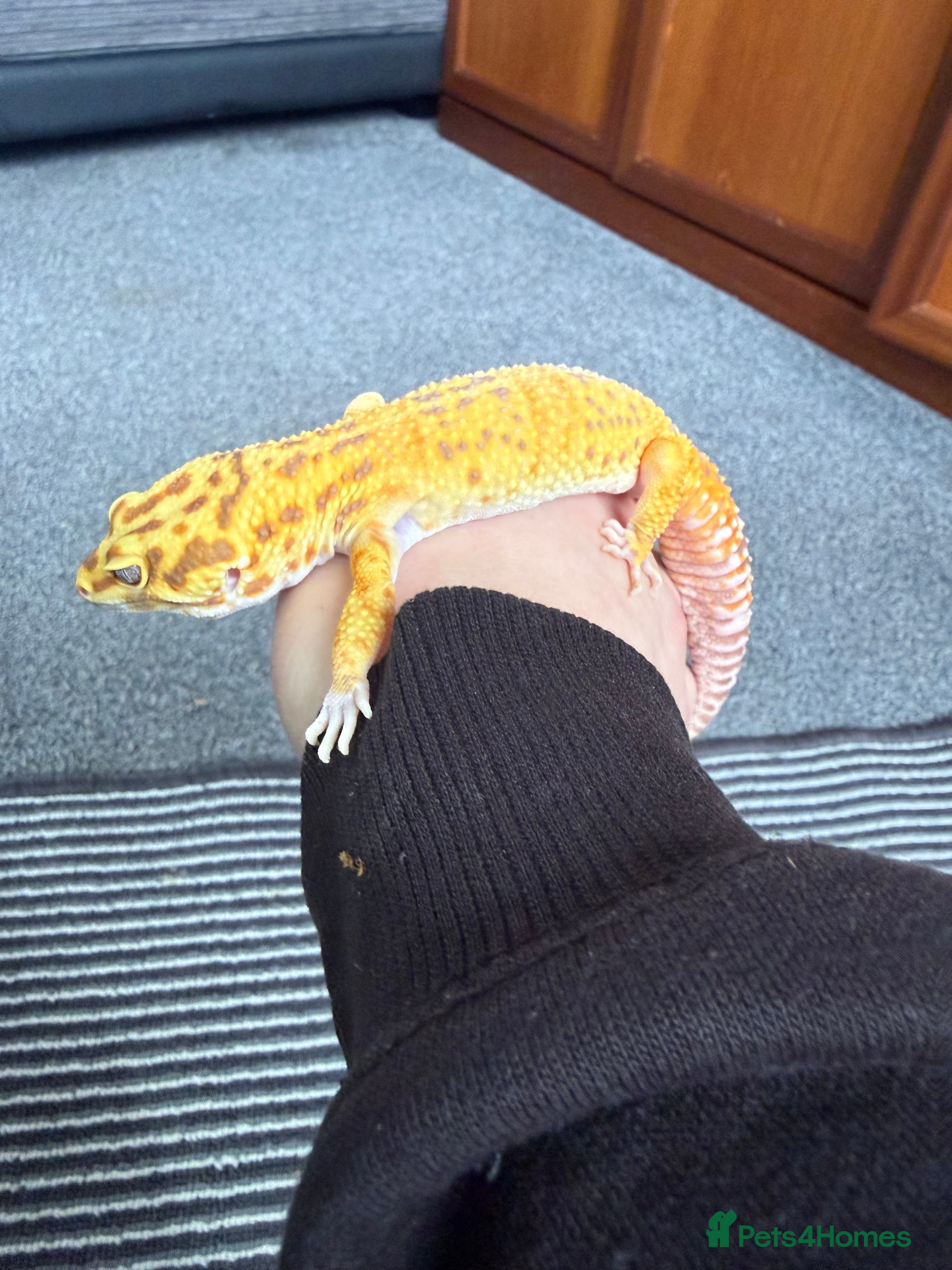 Leopard Gecko reptiles Leopards and set up  - Advert 7