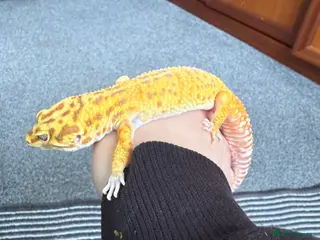 Leopard Gecko reptiles Leopards and set up - Advert 4