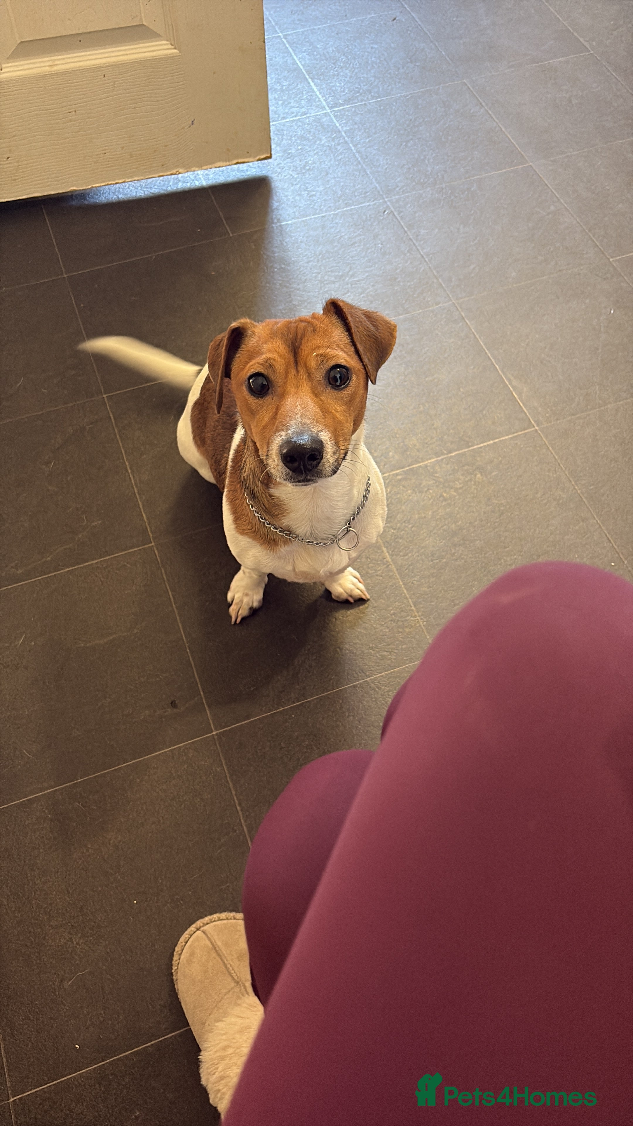 Jack Russell dogs Year old male Jack Russell - Advert 12