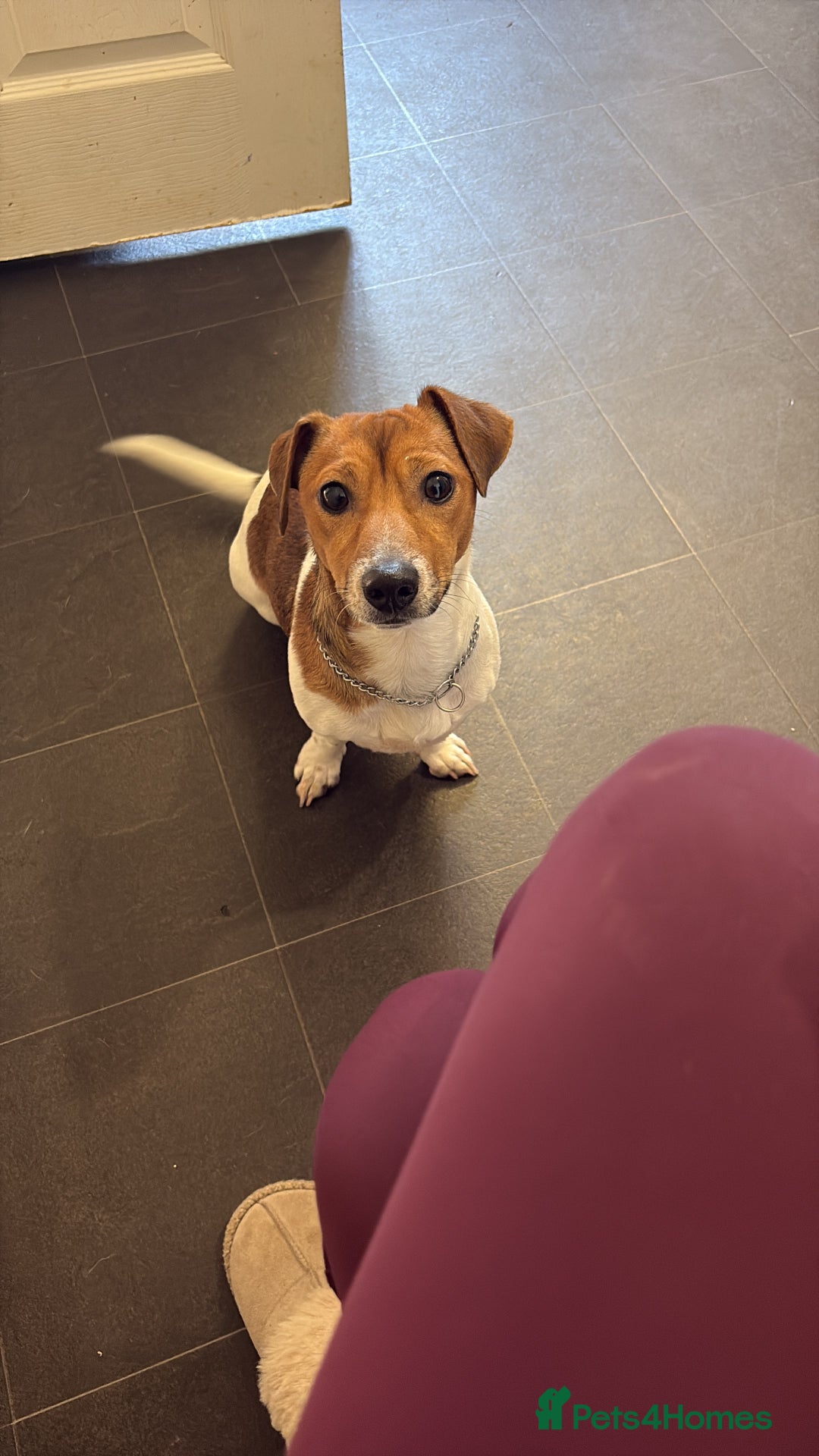 Jack Russell dogs for sale: Year old male Jack Russell - Advert 1