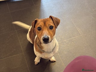 Jack Russell dogs Year old male Jack Russell - Advert 1