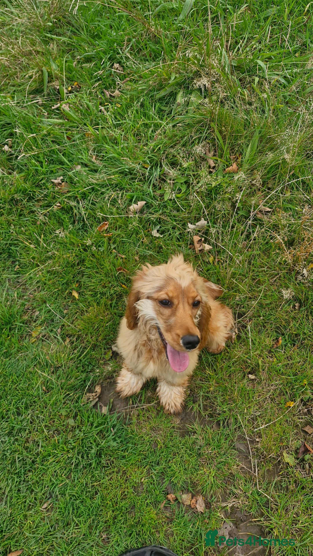 Cocker Spaniel dogs for sale: Cocker spaniel  - Image 5