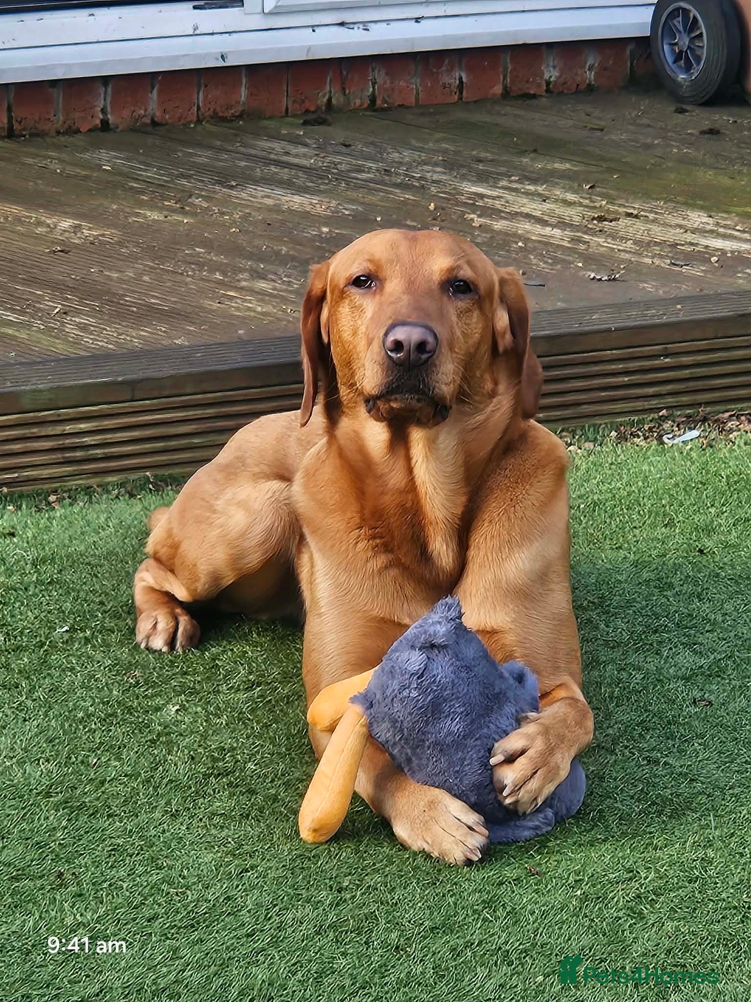 Mixed Breed dogs Male Dog for Stud - Advert 9