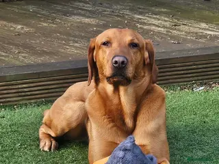 Mixed Breed dogs Male Dog for Stud - Advert 9