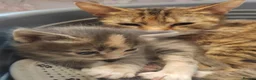Mixed Breed cats for sale: 4 gorgeous little kitten looking for homes  - Advert 18