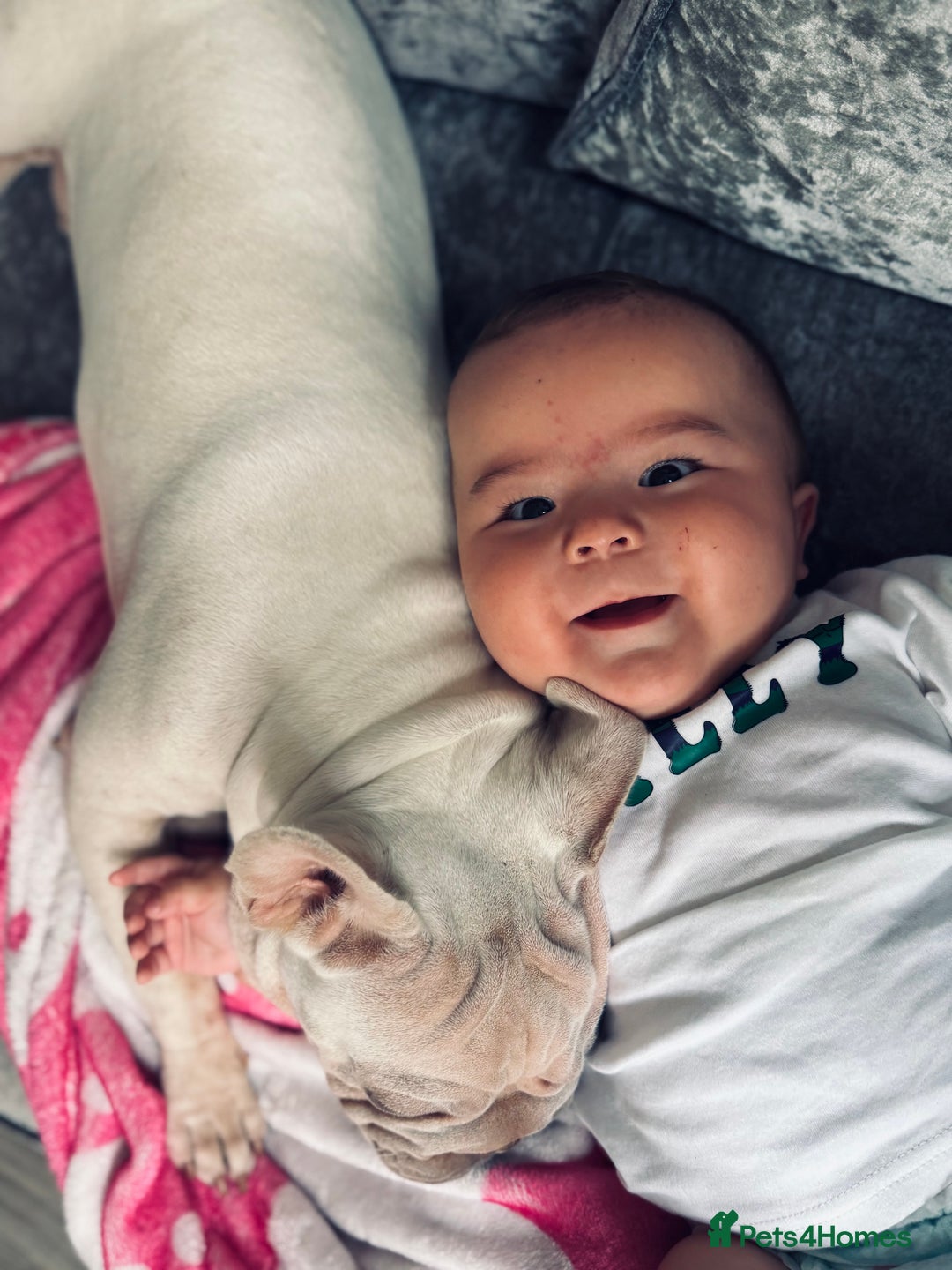 French Bulldog dogs for sale: French bulldog  - Advert 7