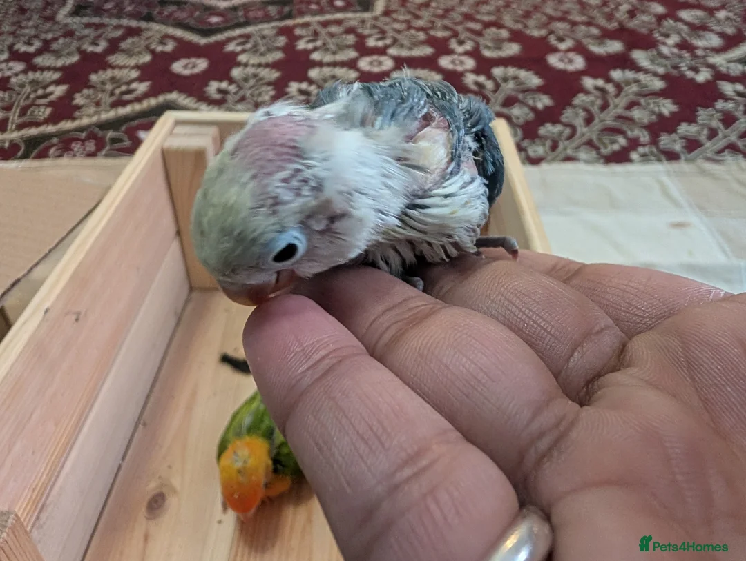 Lovebirds birds for sale: Hand Reared New Born Love Birds - Advert 34