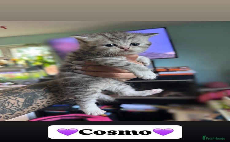Persian cats - Advert 14