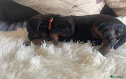 Cocker Spaniel dogs for sale: Beautiful Cocker Spaniel Litter  - Advert 12