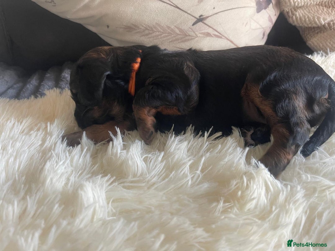 Cocker Spaniel dogs for sale: Beautiful Cocker Spaniel Litter  - Advert 12