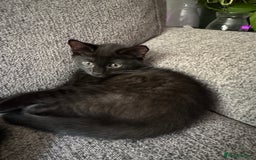 Mixed Breed cats for sale: Beautiful kittens!!!!! READY NOW!!! - Image 36