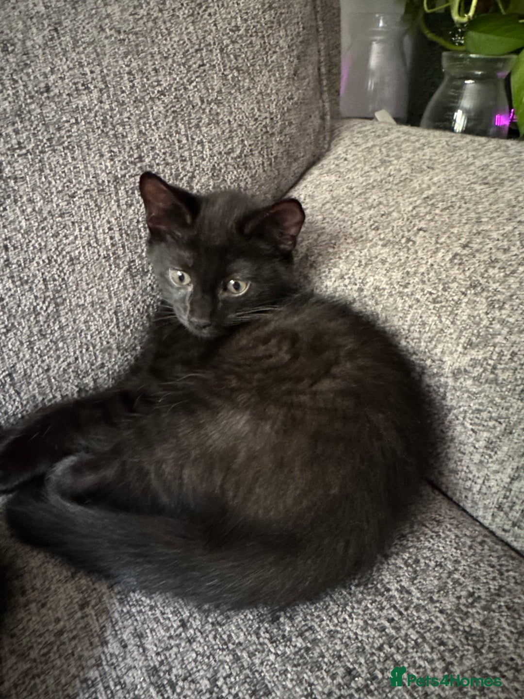 Mixed Breed cats for sale: Beautiful kittens!!!!! READY NOW!!! - Image 36