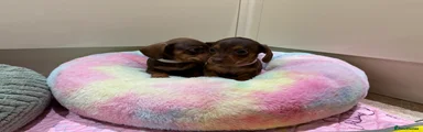Miniature Dachshund 4