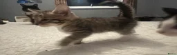 Mixed Breed cats for sale: 2 tabby kittens 🐱  - Advert 14