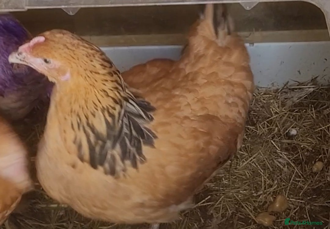 Chickens poultry for sale: Buff Sussex hen for sale for £30 - Image 4