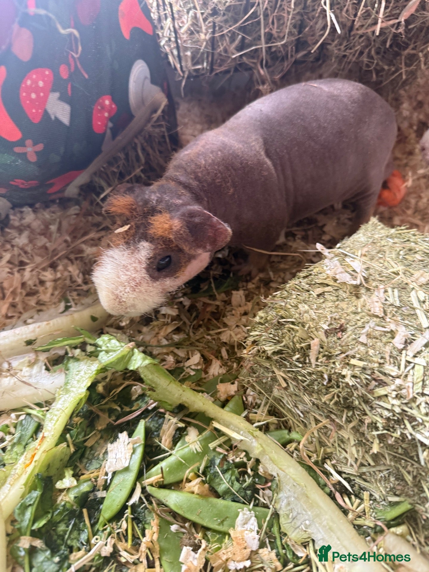 Guinea Pig rodents Beautiful skinny pig boar - Advert 1