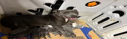 Staffordshire Bull Terrier dogs for sale: 10 Gorgeous blue staffy puppies  - Advert 1