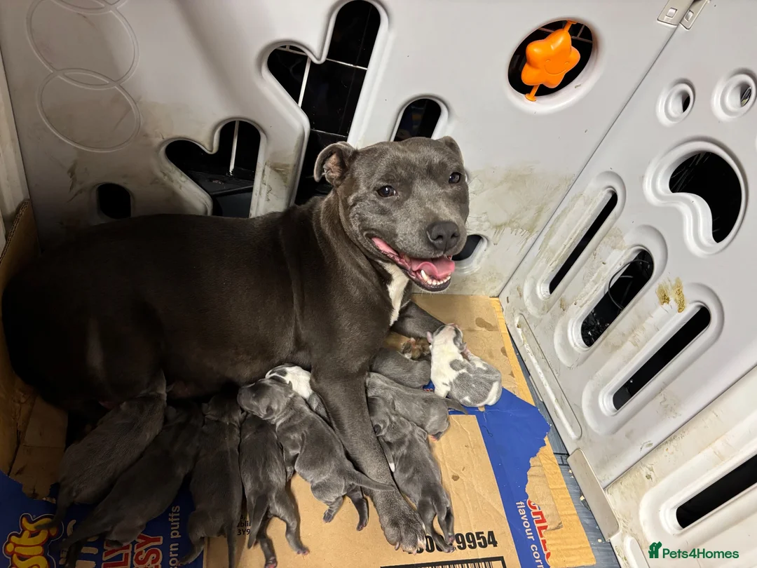 Staffordshire Bull Terrier dogs for sale: 10 Gorgeous blue staffy puppies  - Advert 1