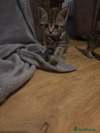 Scottish Fold cats - Advert 3