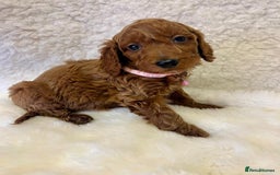 Goldendoodle dogs for sale: Outstanding Quality health tested Goldendoodles  - Image 7