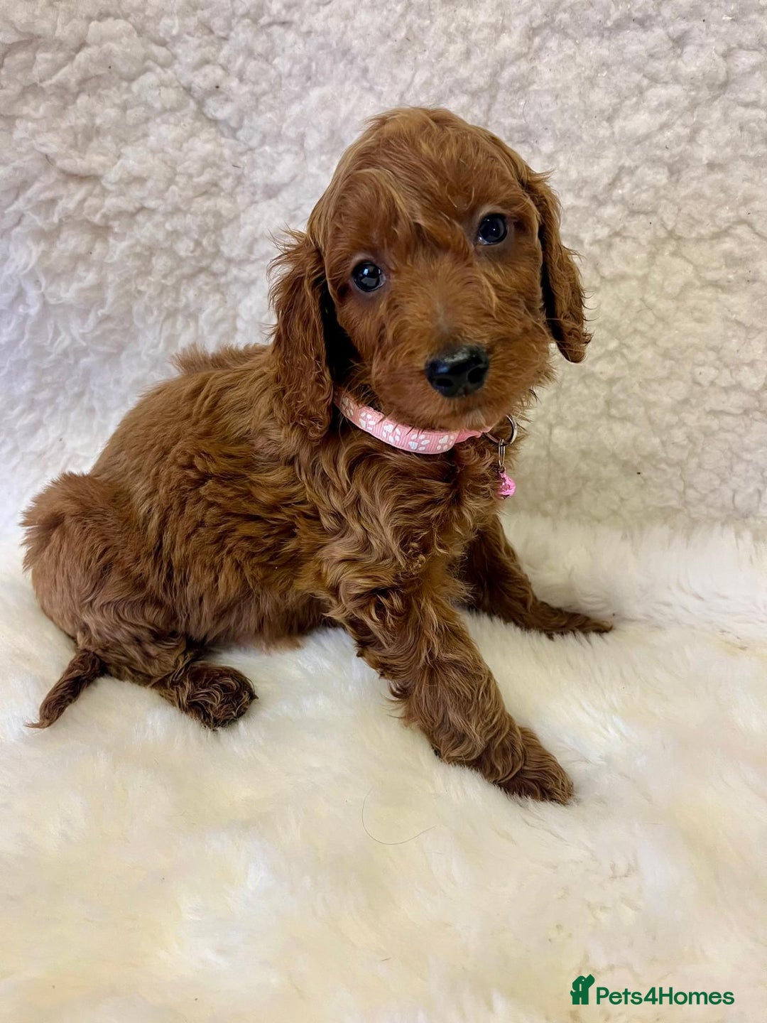 Goldendoodle dogs for sale: Outstanding Quality health tested Goldendoodles  - Image 7