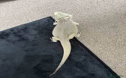 Bearded Dragon reptiles for sale: Zero Bearded Dragon - Image 9