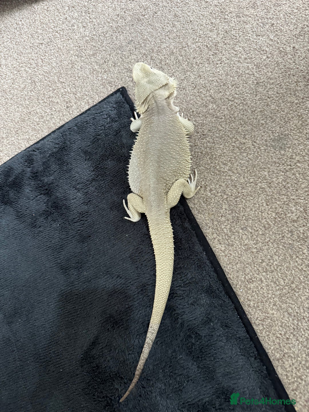 Bearded Dragon reptiles for sale: Zero Bearded Dragon - Image 9